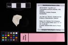 NHMW-GEO-2007z0149-0301_Ol_01.tifCracensigillatus acutirostrus (Moericke, 1889)  (NHMW-GEO-2007z0149-0301)